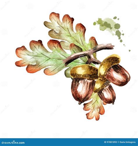 Illustrazione botanica di una quercia con ghiande