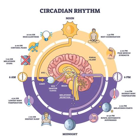 Diagramma dell'asse ipotalamo-ipofisi-surrene e del ritmo circadiano