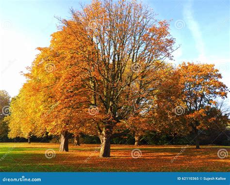 Albero che perde le foglie in autunno e germoglia in primavera