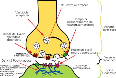 Diagramma che illustra la sinapsi neuronale e l'azione degli antidepressivi triciclici