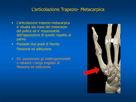 Schema anatomico dell'articolazione trapezio-metacarpale del pollice
