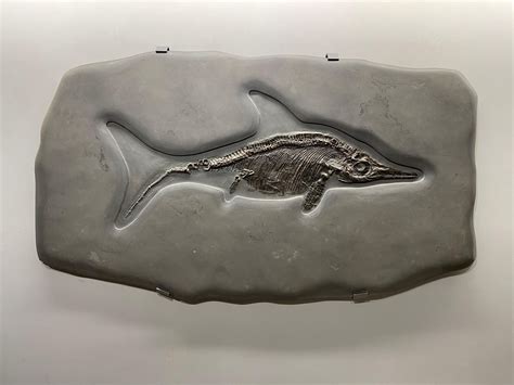 Scheletro di crostaceo fossile