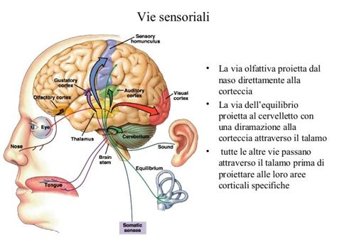 Diagramma delle vie sensoriali nel cervello
