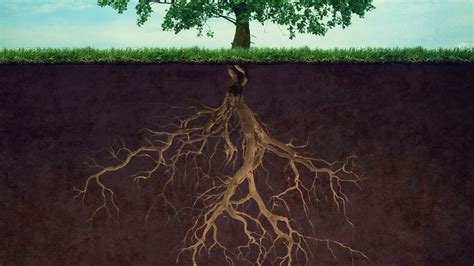 illustrazione di un fico con radici forti e rami che si estendono