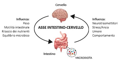 Schema dell'asse intestino-cervello