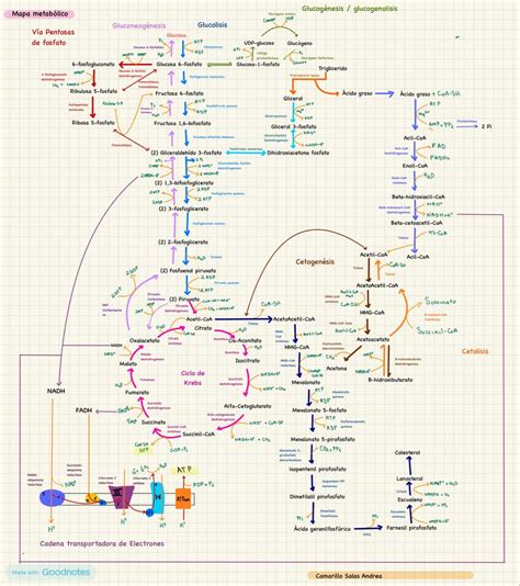 Diagramma del ciclo metabolico e respiratorio