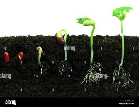 Illustrazione di un seme che germoglia attraverso una crepa nel cemento