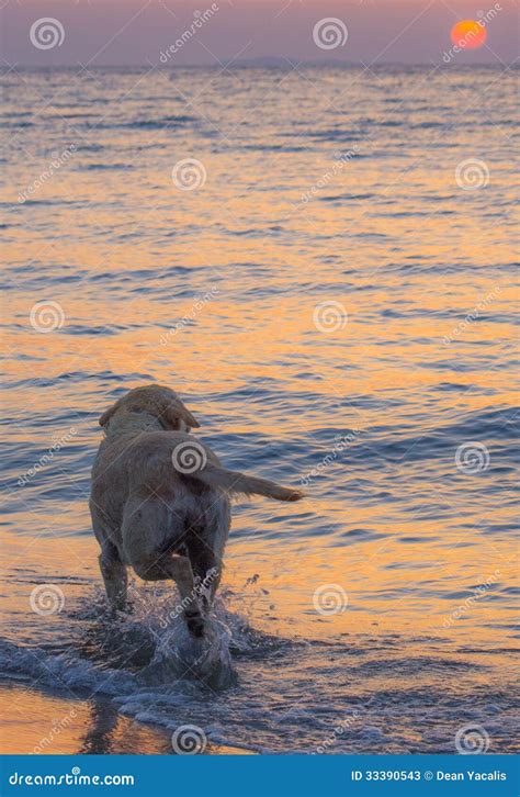 Foto di un cane che guarda il tramonto con espressione serena