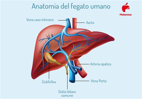 Anatomia del fegato umano