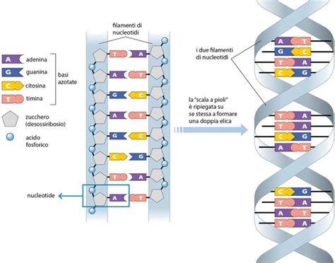 Schema di una doppia elica di DNA con evidenziate mutazioni