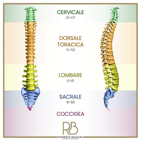 Diagramma della colonna vertebrale con evidenza della regione lombare