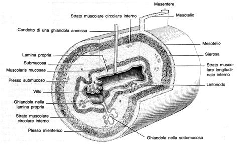 Schema del tratto gastrointestinale con fibre nervose autonome