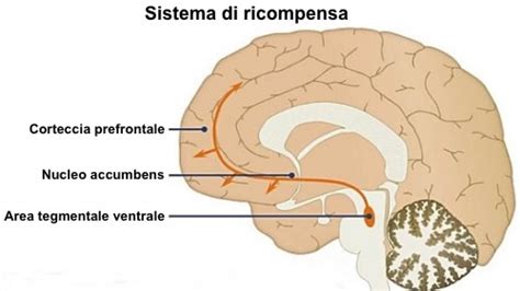 Diagramma che illustra il circuito della ricompensa cerebrale e l'azione delle sostanze