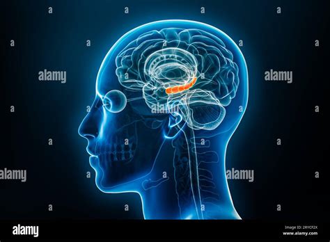 Illustrazione dell'ippocampo nel cervello umano