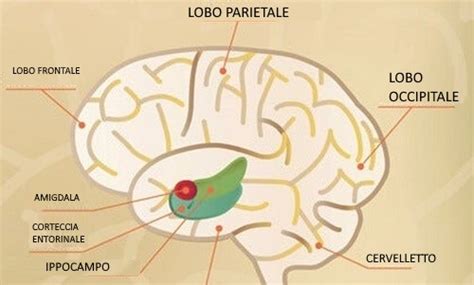 Diagramma che mostra la corteccia entorinale e l'ippocampo nel cervello
