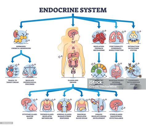 Diagramma del sistema endocrino con enfasi sull'ipofisi