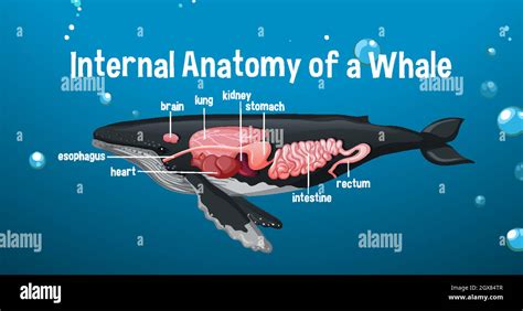 Diagramma anatomico di una balena che mostra il sistema respiratorio