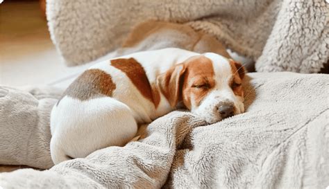 Cucciolo di cane che dorme tranquillamente
