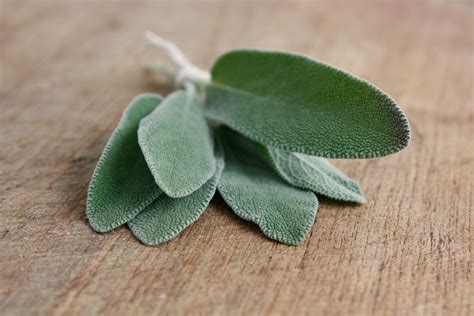 Foglie di Salvia Divinorum
