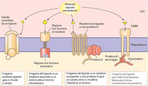 Diagramma del Recettore K-oppioide (KOR)