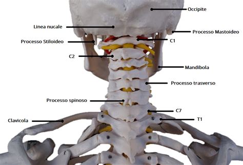 Diagramma del rachide cervicale