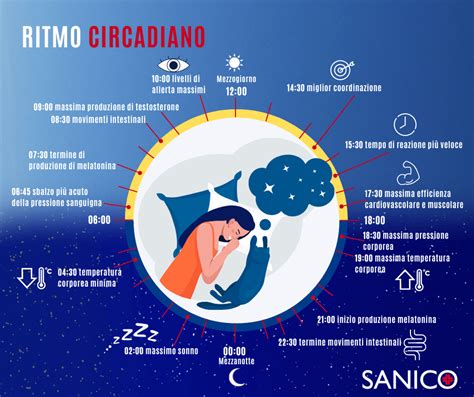 Grafico che illustra il ritmo circadiano e l'impatto del sonno irregolare