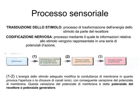 diagramma di elaborazione sensoriale nel cervello
