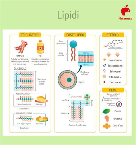 Diagramma che illustra il metabolismo dei lipidi