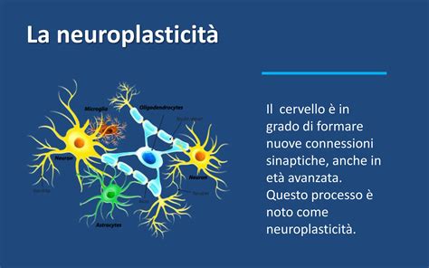 Diagramma che illustra la neuroplasticità cerebrale