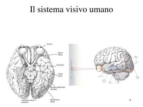 Diagramma del sistema visivo umano