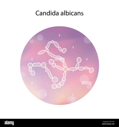 Illustrazione scientifica di Candida albicans