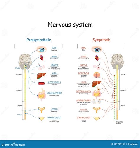Illustrazione del sistema nervoso autonomo con enfasi sul sistema simpatico e parasimpatico.