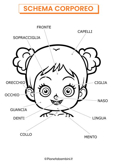 Schema del viso con indicazione delle aree studiate dalla morfopsicologia