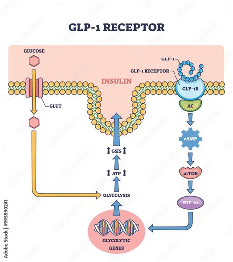 Diagramma di funzionamento del GLP-1
