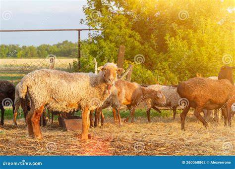 Allevamento di bestiame in un pascolo