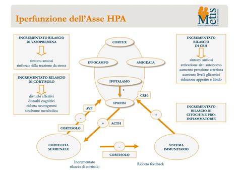 Diagramma che illustra l'asse HPA e la risposta allo stress