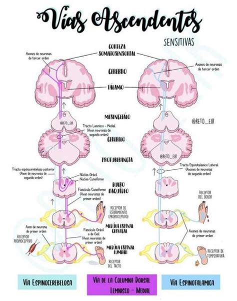 Diagramma che illustra la via ascendente e discendente del dolore