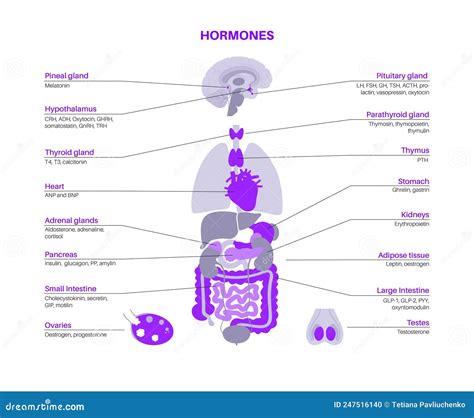 Schema del sistema endocrino e degli ormoni sessuali