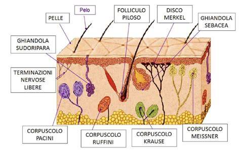 Schema anatomico della pelle con evidenziate le diverse terminazioni nervose e funzioni