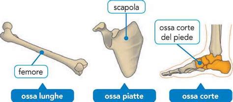 Scheletro umano con ossa lunghe, corte e piatte evidenziate