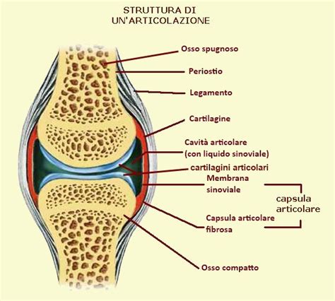Schema di un'articolazione sinoviale con cartilagine, legamenti e capsula articolare
