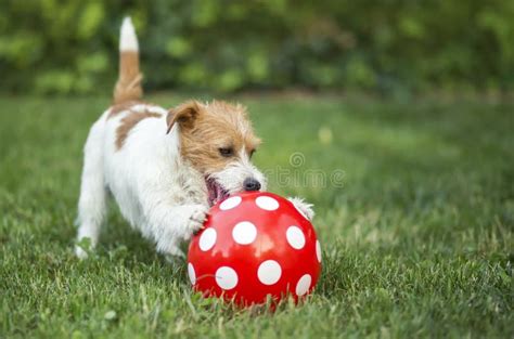 cucciolo di cane che gioca con un giocattolo