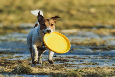 cane che riporta un frisbee