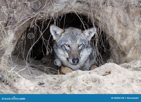 Illustrazione di una tana di lupo con cuccioli