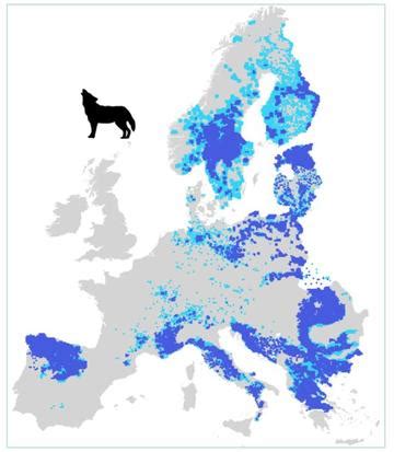 Mappa della distribuzione attuale del lupo grigio in Europa e Asia