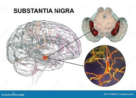 Mappa del cervello con evidenziata la substantia nigra