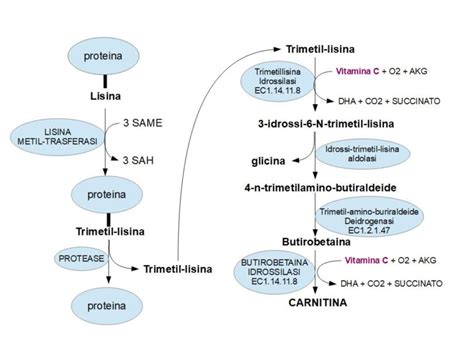 Diagramma della biosintesi della carnitina