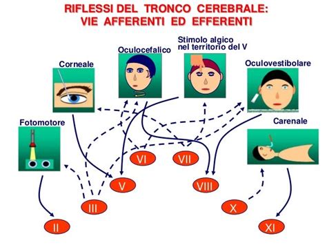 Schema che illustra i riflessi del tronco encefalico presenti nello stato vegetativo