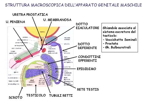 Illustrazione anatomica dei genitali maschili e femminili nell'infanzia