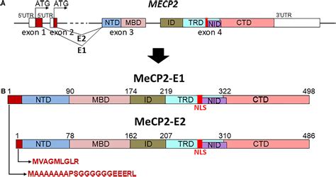 Schema che illustra la localizzazione del gene MECP2 sul cromosoma X.